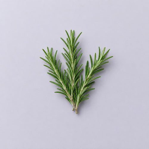 Feuille de romarin